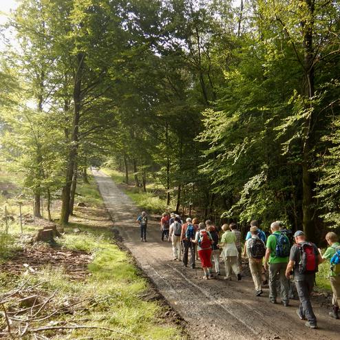 Gruppe von Wanderern auf einem schmalen Waldweg, umgeben von Bäumen und grüner Landschaft im Morgenlicht.