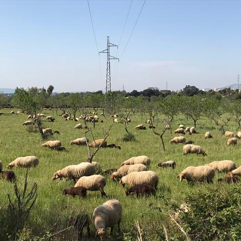 Blick auf eine weite Wiese mit vielen Schafen und vereinzelten Bäumen, im Hintergrund Strommasten und Hügel.