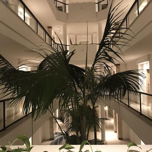 Blick auf eine moderne Innenarchitektur mit einer großen Palme und grünen Pflanzen im Vordergrund.