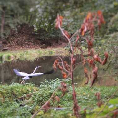 Ein Graureiher mit ausgebreiteten Flügeln landet nahe einem ruhigen Gewässer, umgeben von grüner Vegetation.