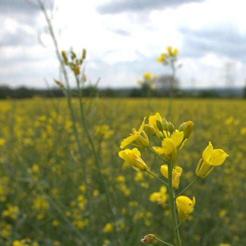 Nahaufnahme gelber Feldblumen vor einer unscharfen großen Fläche mit blühendem Raps. Bewölkter Himmel im Hintergrund.