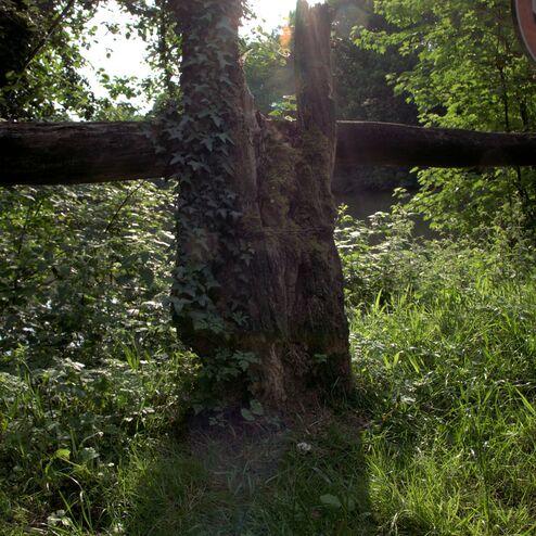 Verfaultes Baumstumpf mit Efeu, umgeben von grünem Gras und Bäumen, im sanften Licht der untergehenden Sonne.