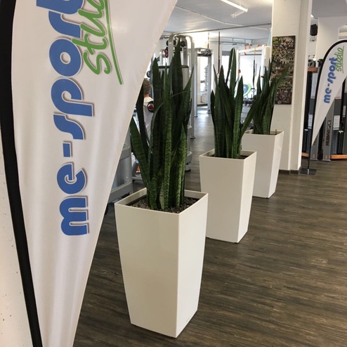 Weiße Pflanzgefäße mit hohen Sansevieria-Pflanzen in einem Fitnessstudio neben einem Werbefahnen.