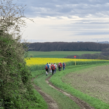Gruppe von Wanderern auf einem schmalen Weg, umgeben von Feldern mit gelben Rapsblüten und bewaldetem Hintergrund.
