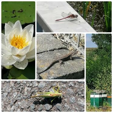 Collage mit einer weißen Seerose, einer Libelle, einer Eidechse, einer Heuschrecke und einem grünen Gerät im Hintergrund.