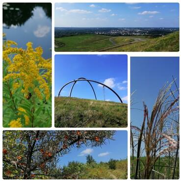 Vielfältige Landschaftaufnahme mit Blumen, Blick auf die Stadt, Kunstwerk und Sträucher unter blauem Himmel.