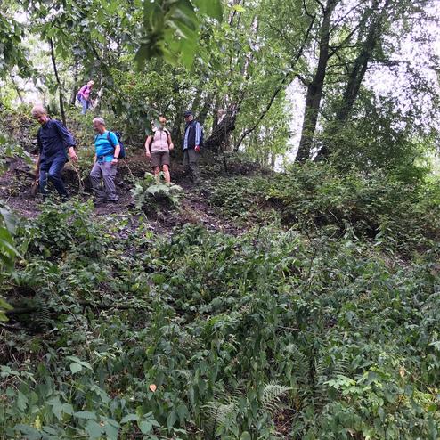 Gruppe von Wanderern auf einem schmalen Pfad zwischen dichtem, grünem Unterholz in einem Wald.