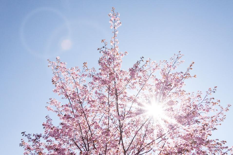 Blühender Kirschbaum mit rosa Blüten und strahlender Sonne vor klarem blauen Himmel.
