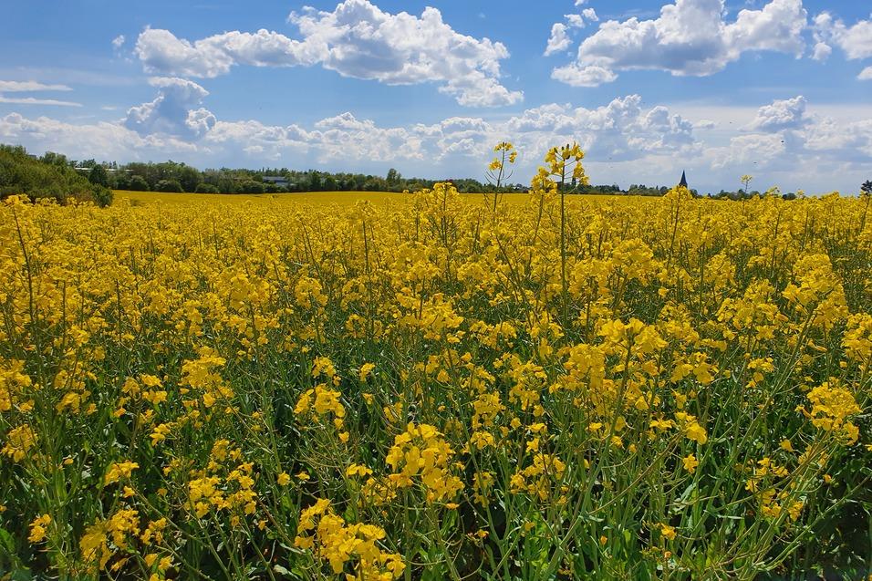 Blühendes Rapsfeld mit leuchtend gelben Blumen unter einem blauen Himmel mit vereinzelten Wolken.