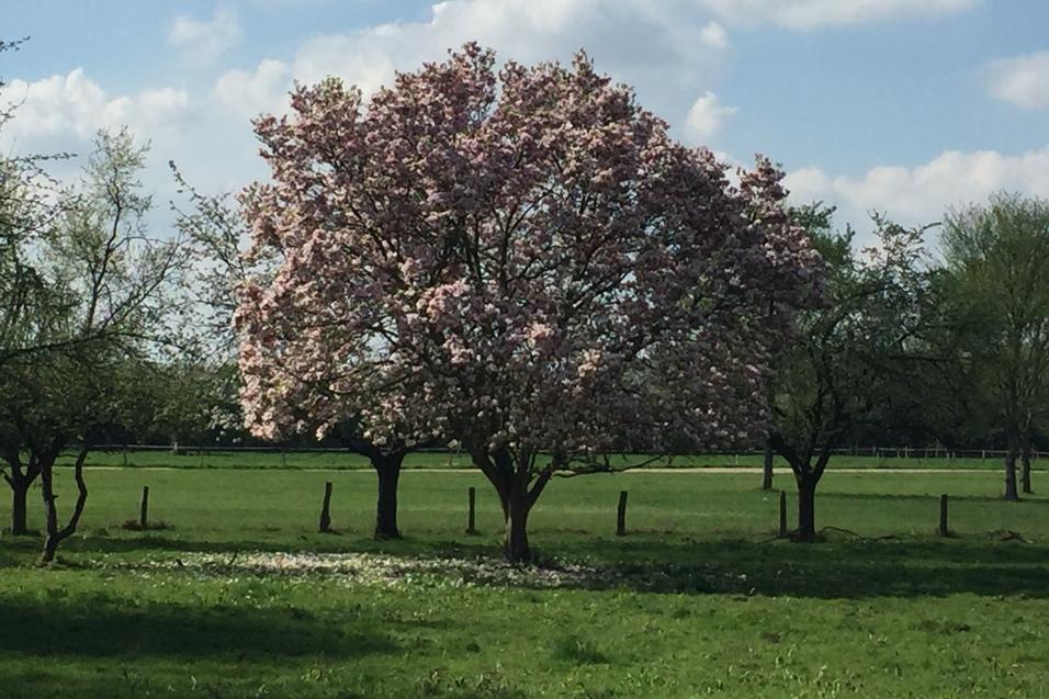 Bl&uuml;hender Magnolienbaum in einer gr&uuml;nen Wiese unter einem bew&ouml;lkten Himmel.