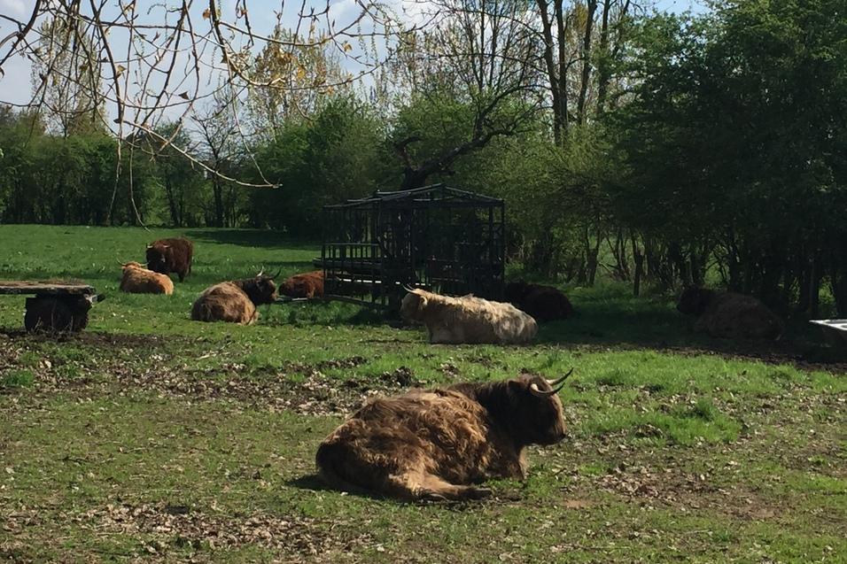 Gruppe von Highland-Rindern liegt entspannt auf einer Wiese, umgeben von Bäumen und blauen Himmel.