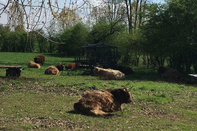 Gruppe von Highland-Rindern liegt entspannt auf einer Wiese, umgeben von Bäumen und blauen Himmel.