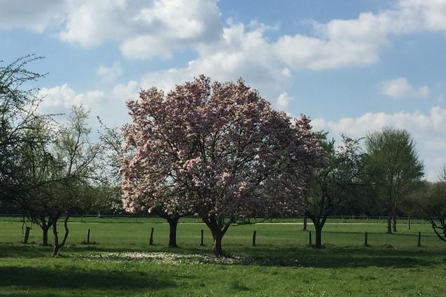 Blühender Magnolienbaum in einer grünen Wiese unter einem bewölkten Himmel.