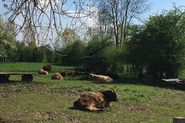 Gruppe von Highland-Rindern liegt entspannt auf einer Wiese, umgeben von Bäumen und blauen Himmel.