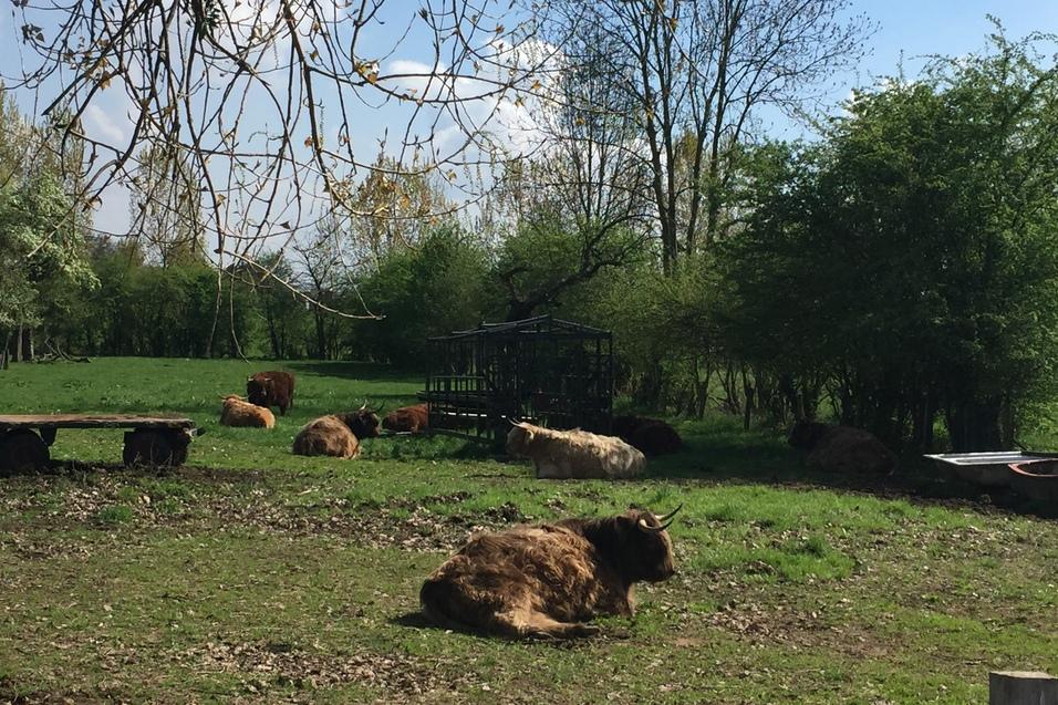 Gruppe von Highland-Rindern liegt entspannt auf einer Wiese, umgeben von Bäumen und blauen Himmel.