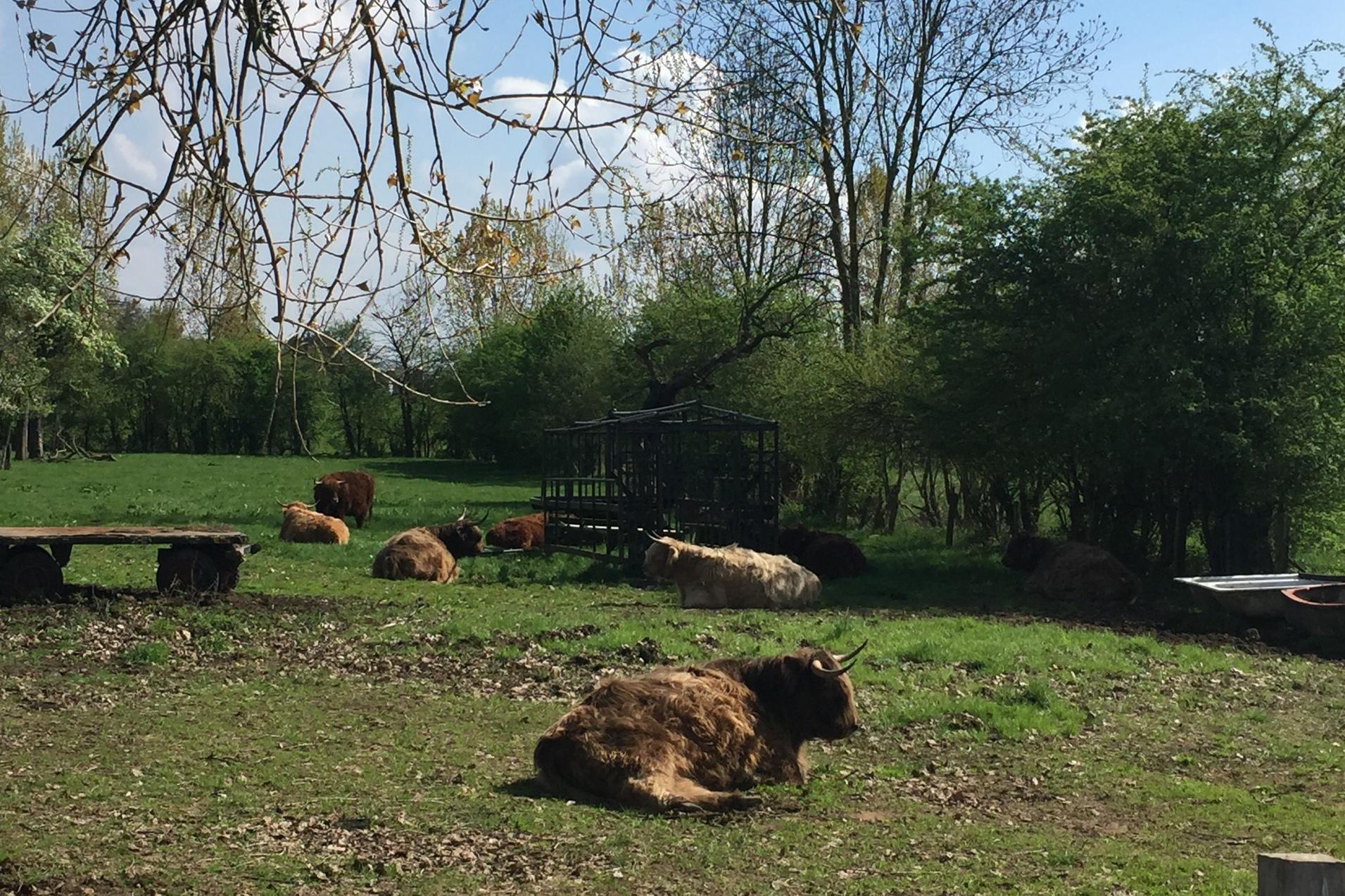 Gruppe von Highland-Rindern liegt entspannt auf einer Wiese, umgeben von Bäumen und blauen Himmel.