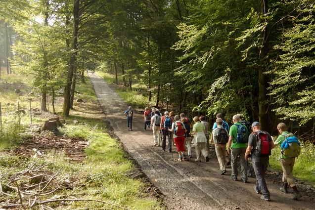 Gruppe von Wanderern auf einem schmalen Waldweg zwischen Bäumen, mit Sonnenlicht, das durch das Blätterdach fällt.