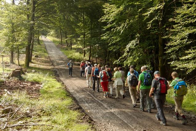Gruppe von Wanderern auf einem schmalen Waldweg zwischen Bäumen, mit Sonnenlicht, das durch das Blätterdach fällt.