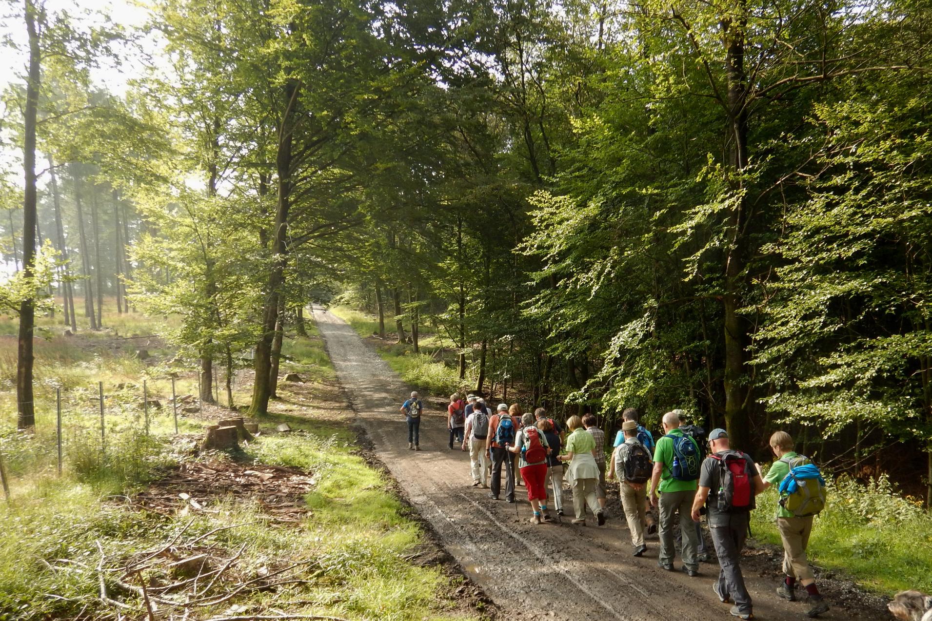 Gruppe von Wanderern auf einem schmalen Waldweg zwischen Bäumen, mit Sonnenlicht, das durch das Blätterdach fällt.