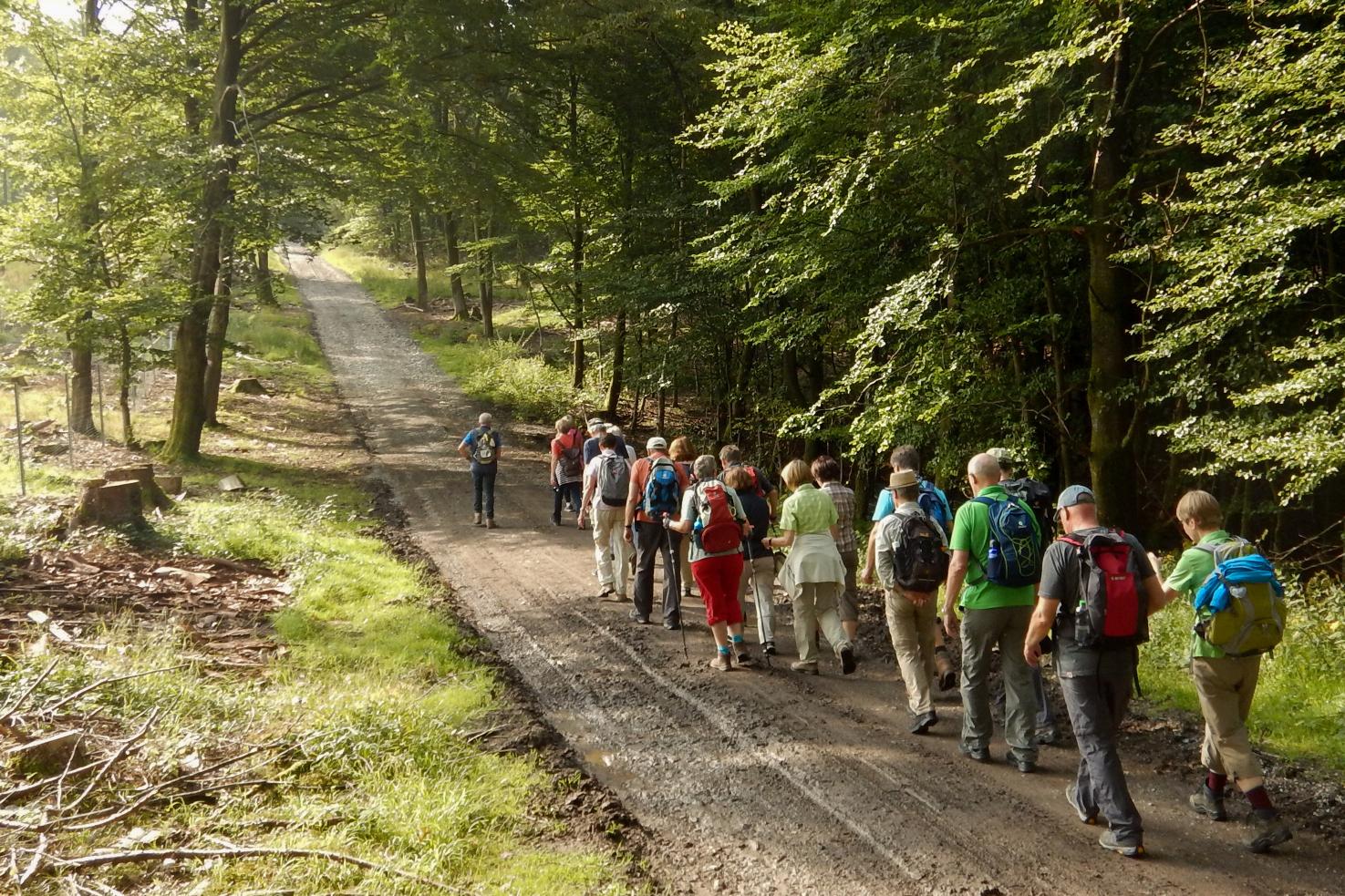 Gruppe von Wanderern auf einem schmalen Waldweg zwischen B&auml;umen, mit Sonnenlicht, das durch das Bl&auml;tterdach f&auml;llt.