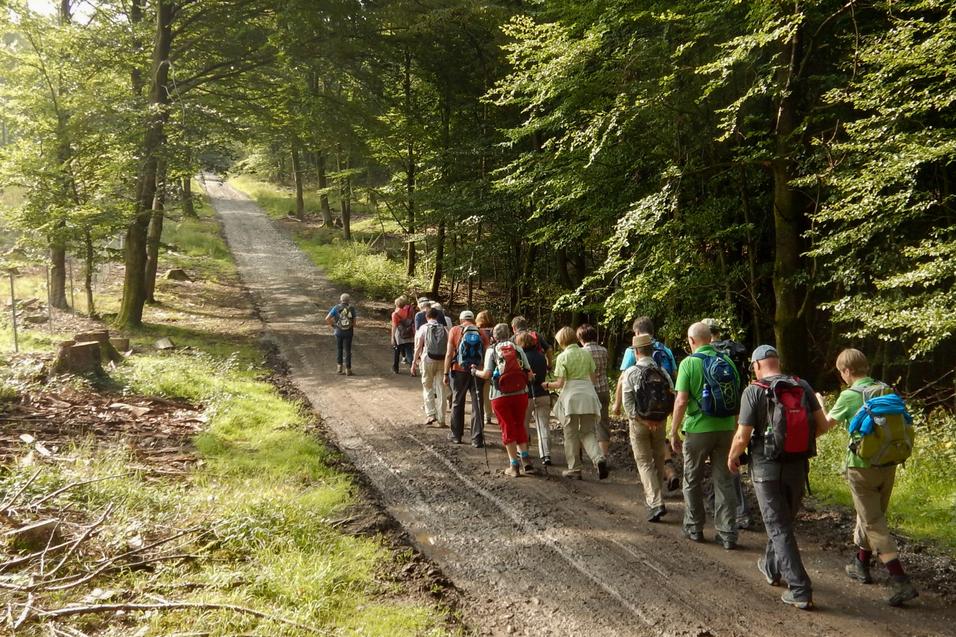 Gruppe von Wanderern auf einem schmalen Waldweg zwischen Bäumen, mit Sonnenlicht, das durch das Blätterdach fällt.