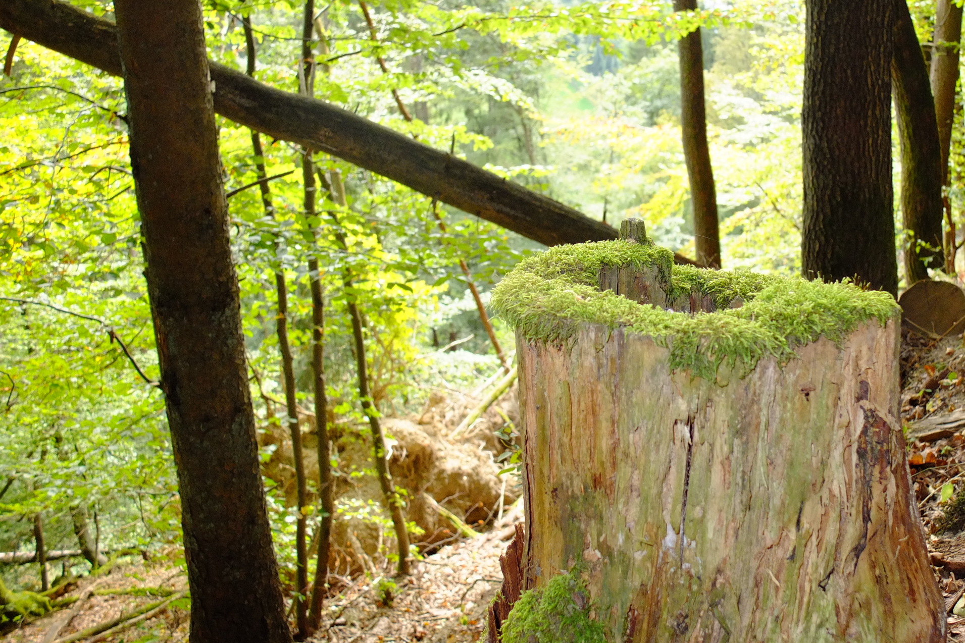 Baumstumpf mit Moos in einem dichten Wald, umgeben von grünen Bäumen und sanften Hügeln im Hintergrund.