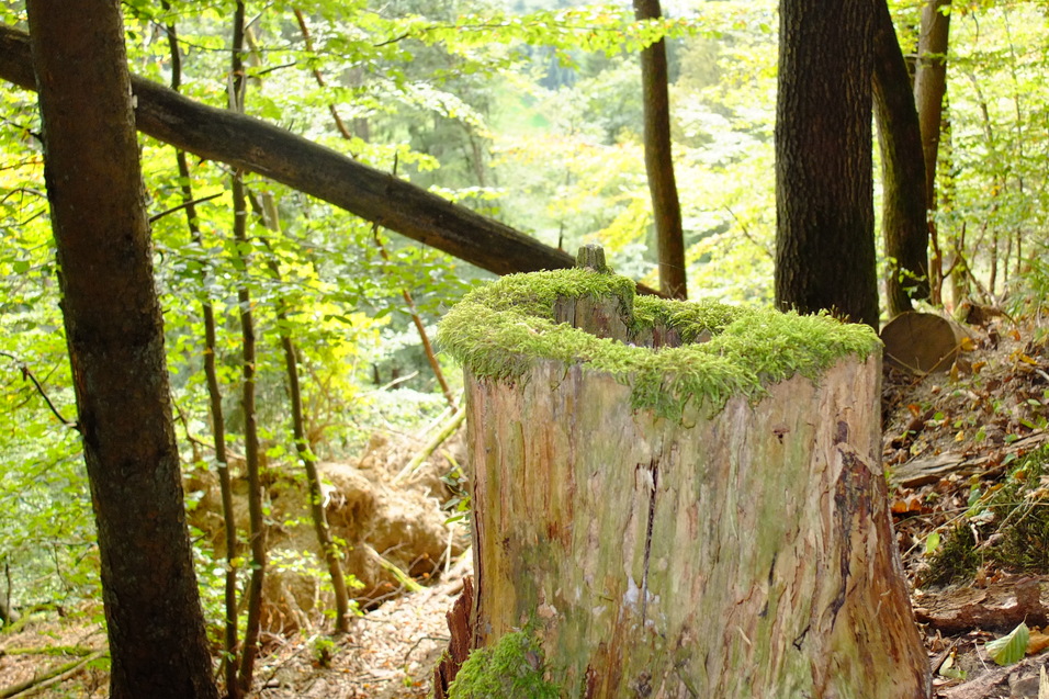Baumstumpf mit Moos in einem dichten Wald, umgeben von grünen Bäumen und sanften Hügeln im Hintergrund.