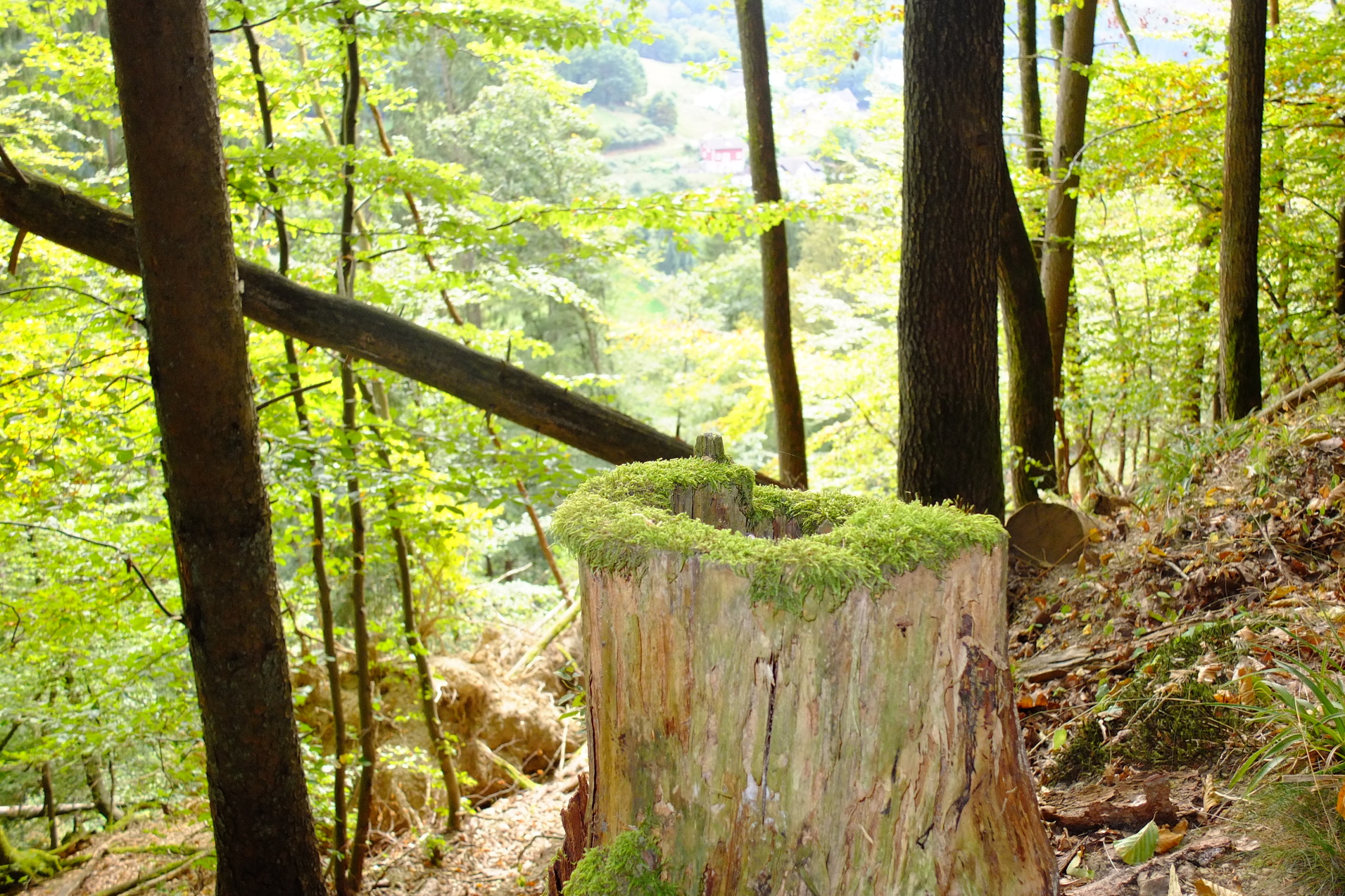 Baumstumpf mit Moos in einem dichten Wald, umgeben von grünen Bäumen und sanften Hügeln im Hintergrund.