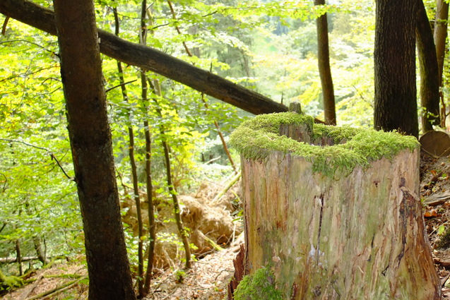 Baumstumpf mit Moos in einem dichten Wald, umgeben von gr&uuml;nen B&auml;umen und sanften H&uuml;geln im Hintergrund.