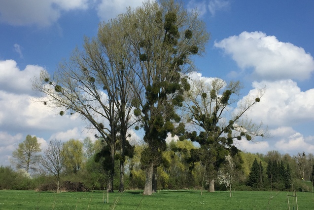 Drei hohe B&auml;ume mit sichtbarem Mistelbewuchs stehen vor einem blauen Himmel und gr&uuml;ner Wiese.
