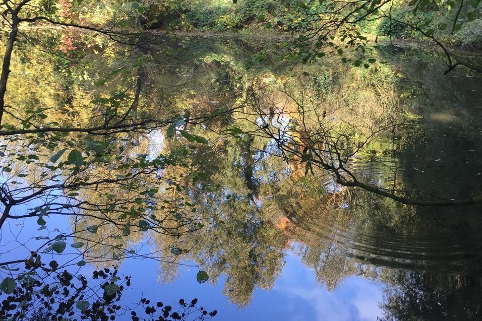 Spiegelung von buntem Laub im ruhigen Wasser eines Teiches, umrahmt von Ästen und Blättern.
