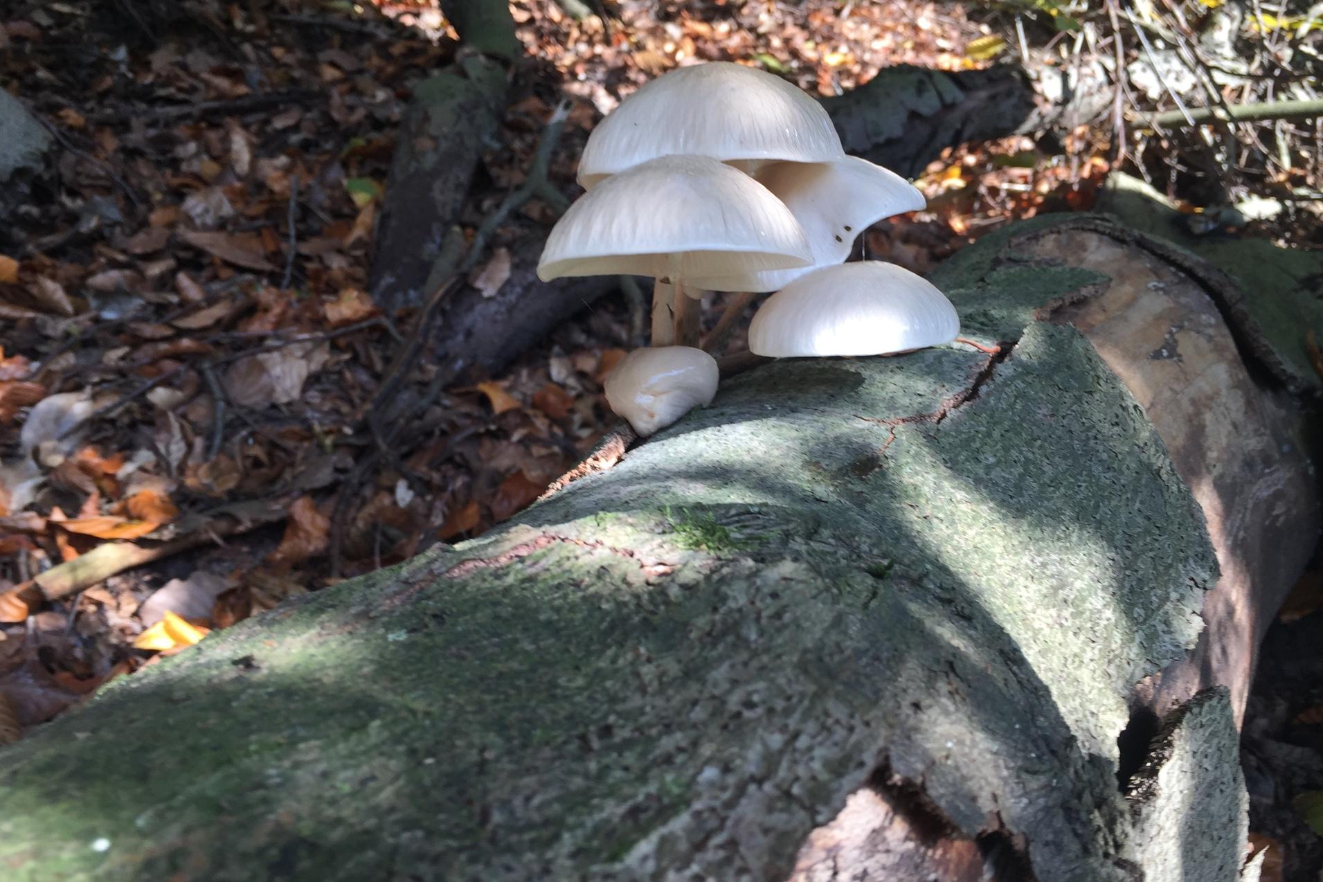Weiße Pilze wachsen auf einem verrottenden Baumstamm im Wald, umgeben von herbstlichem Laub.
