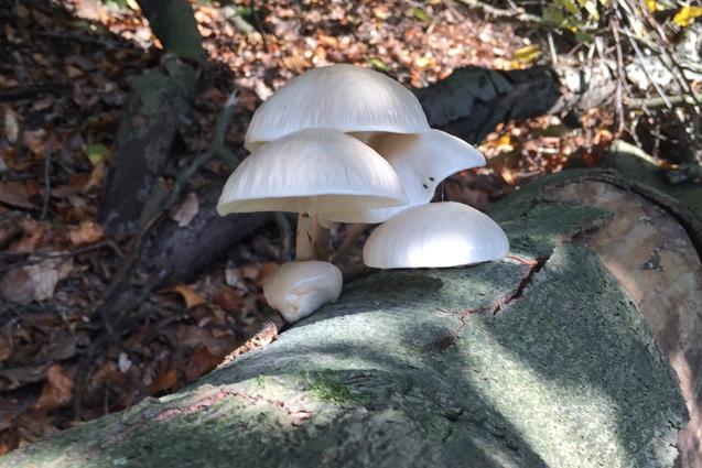 Wei&szlig;e Pilze wachsen auf einem verrottenden Baumstamm im Wald, umgeben von herbstlichem Laub.