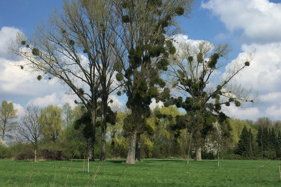 Drei hohe B&auml;ume mit sichtbarem Mistelbewuchs stehen vor einem blauen Himmel und gr&uuml;ner Wiese.