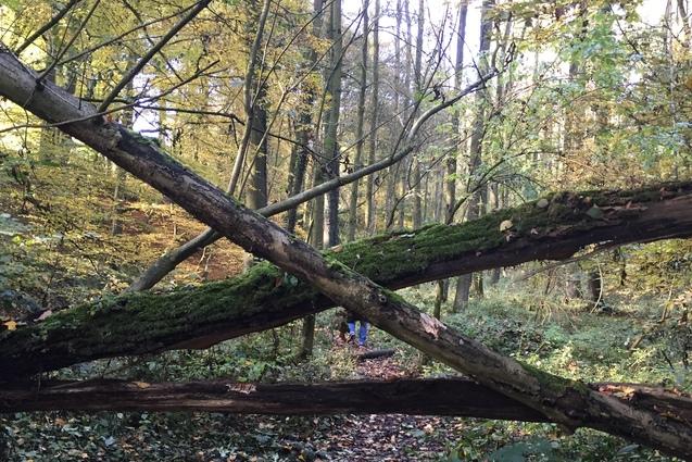 Umgest&uuml;rzte B&auml;ume blockieren einen Waldweg, umgeben von buntem Herbstlaub und dichten B&uuml;schen.
