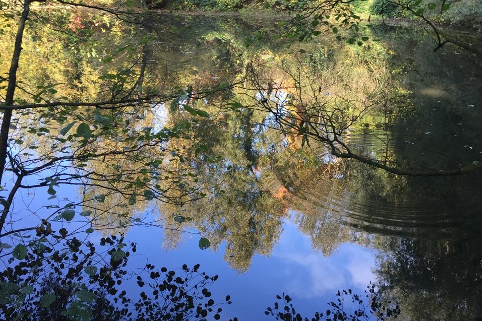 Spiegelung von buntem Laub im ruhigen Wasser eines Teiches, umrahmt von Ästen und Blättern.