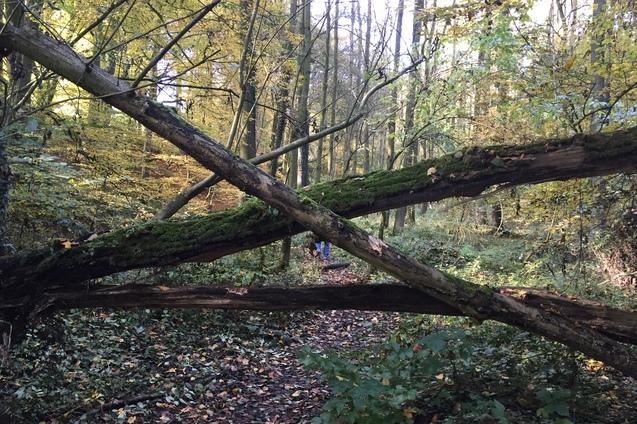 Umgestürzte Bäume blockieren einen Waldweg, umgeben von buntem Herbstlaub und dichten Büschen.