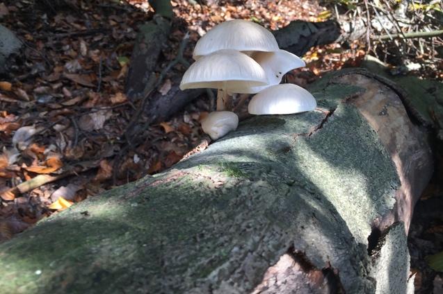 Weiße Pilze wachsen auf einem verrottenden Baumstamm im Wald, umgeben von herbstlichem Laub.