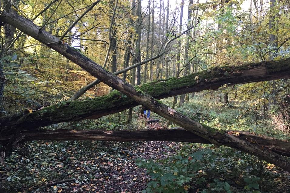 Umgestürzte Bäume blockieren einen Waldweg, umgeben von buntem Herbstlaub und dichten Büschen.