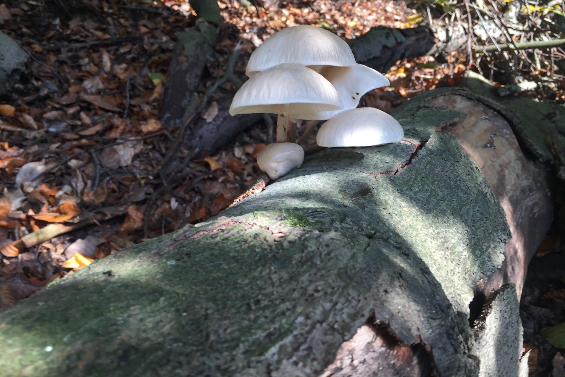 Weiße Pilze wachsen auf einem verrottenden Baumstamm im Wald, umgeben von herbstlichem Laub.