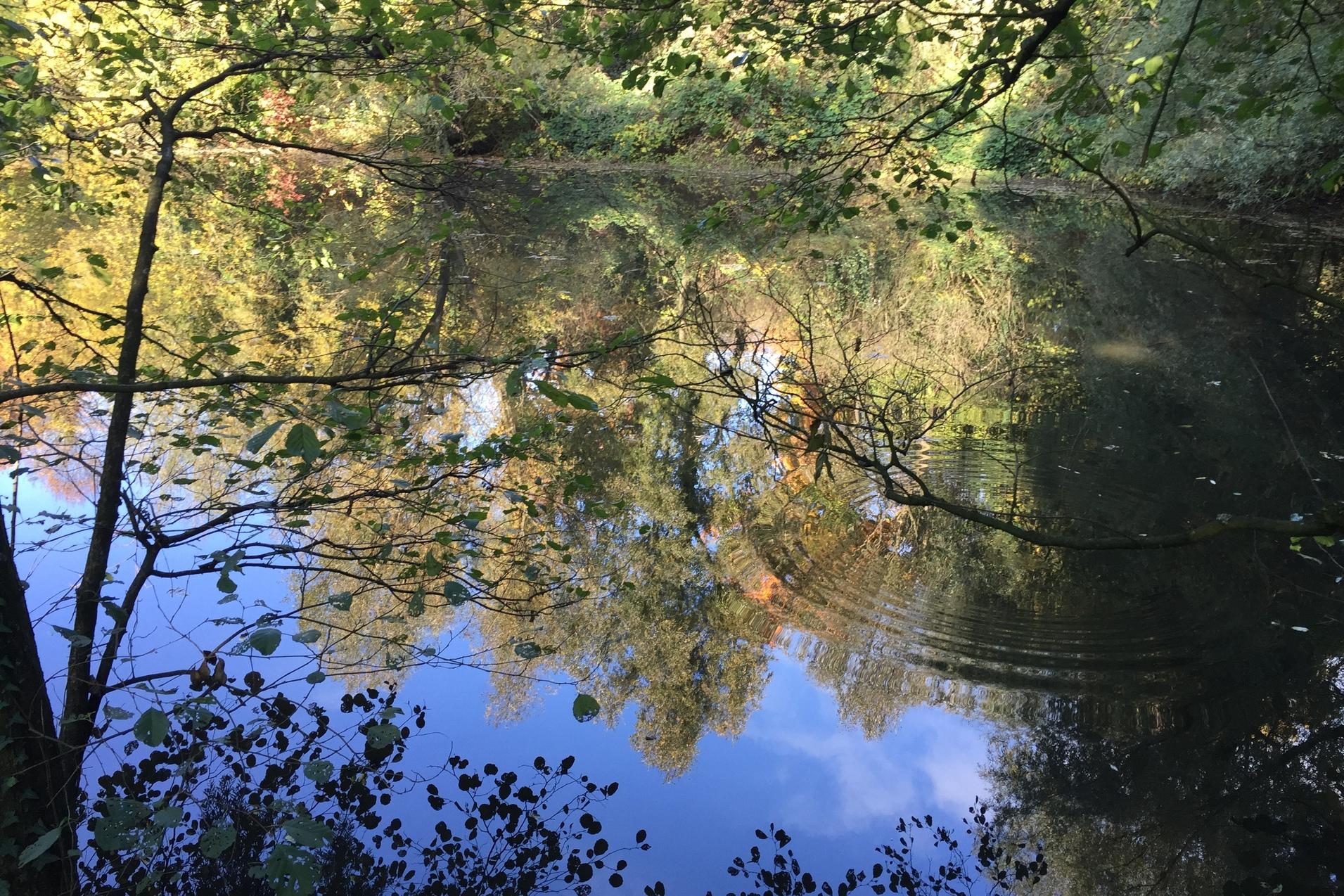 Spiegelung von buntem Laub im ruhigen Wasser eines Teiches, umrahmt von Ästen und Blättern.
