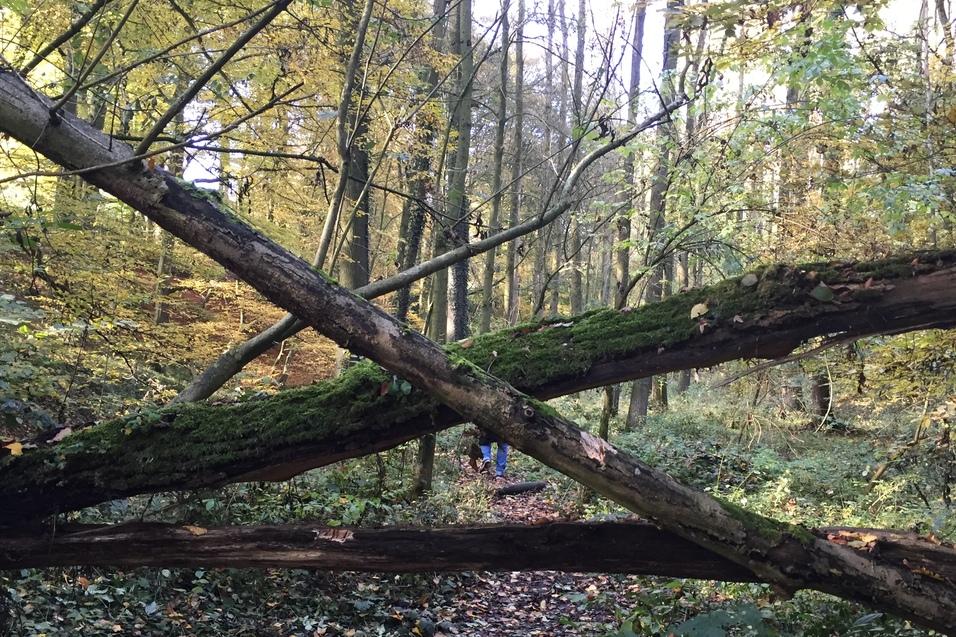 Umgestürzte Bäume blockieren einen Waldweg, umgeben von buntem Herbstlaub und dichten Büschen.