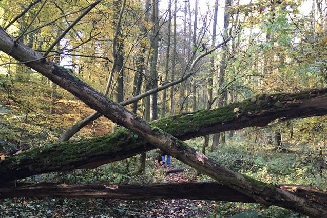 Umgest&uuml;rzte B&auml;ume blockieren einen Waldweg, umgeben von buntem Herbstlaub und dichten B&uuml;schen.