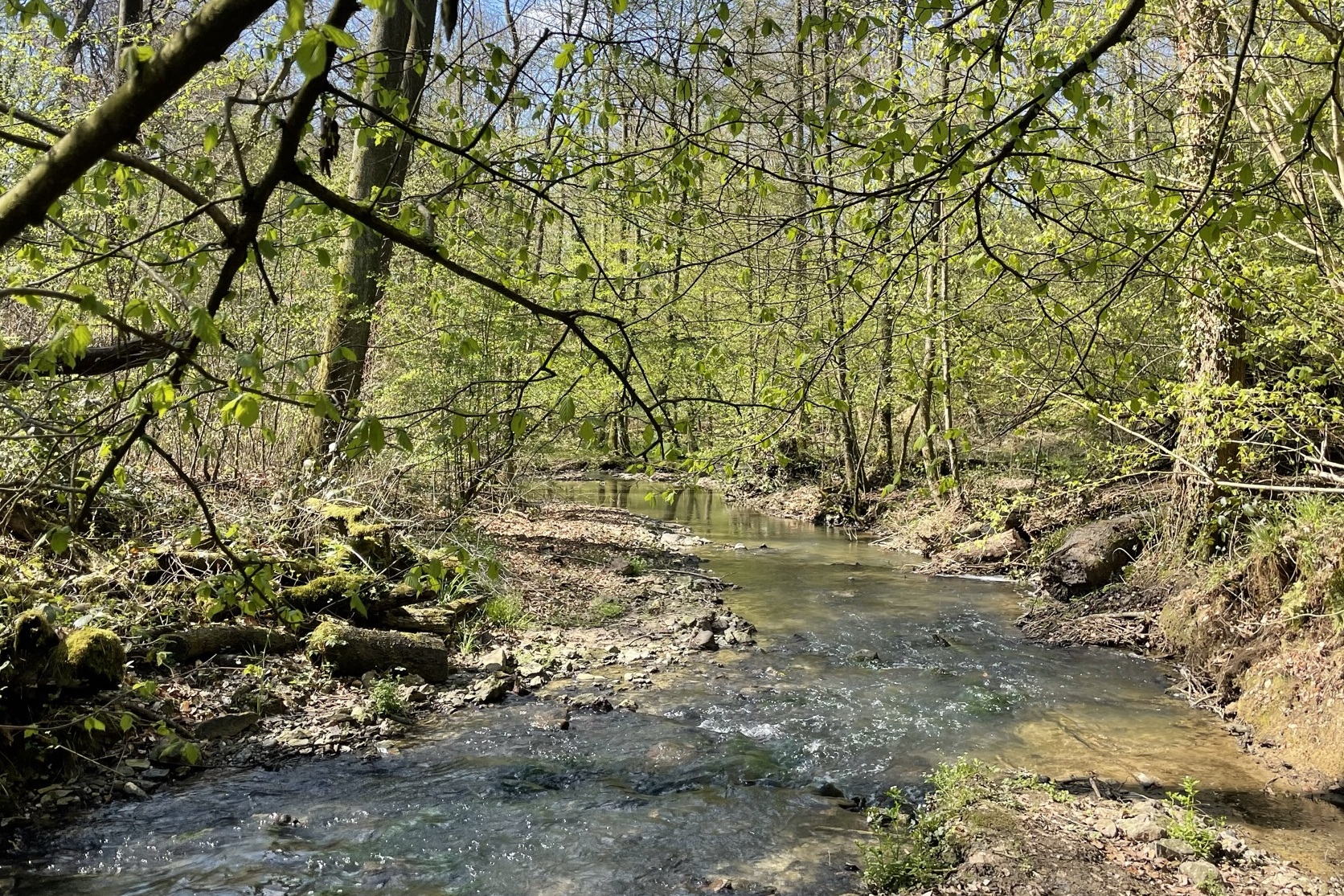 Ein klarer Bach fließt zwischen bewachsenen Ufern unter frischem Laub und blauem Himmel.