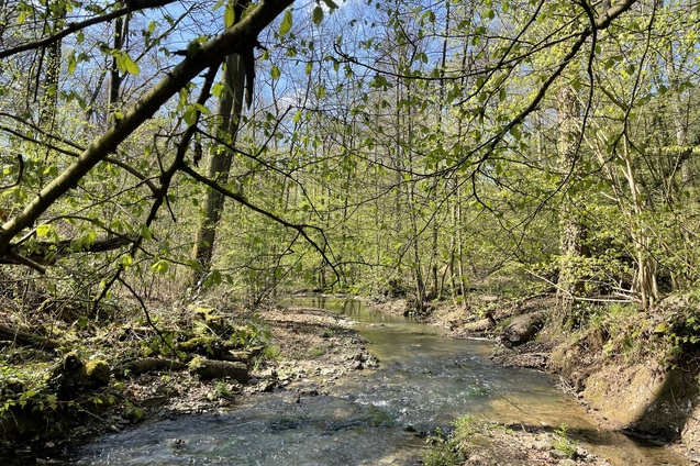 Ein klarer Bach fließt zwischen bewachsenen Ufern unter frischem Laub und blauem Himmel.