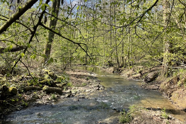 Ein klarer Bach flie&szlig;t zwischen bewachsenen Ufern unter frischem Laub und blauem Himmel.
