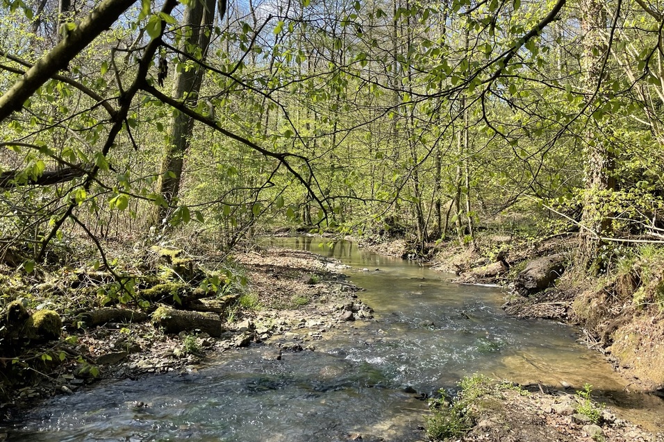 Ein klarer Bach fließt zwischen bewachsenen Ufern unter frischem Laub und blauem Himmel.
