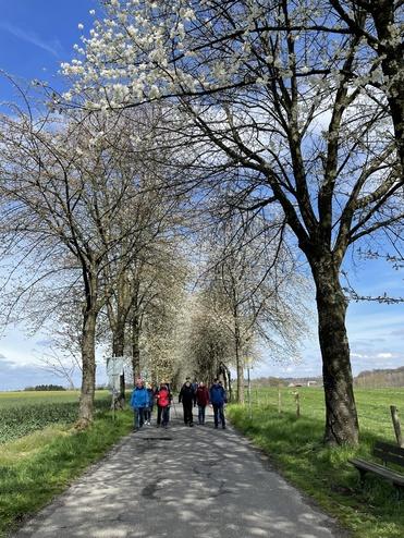 Gruppe von sechs Personen wandert einen schmalen Weg, umgeben von blühenden Bäumen und grünem Feld.