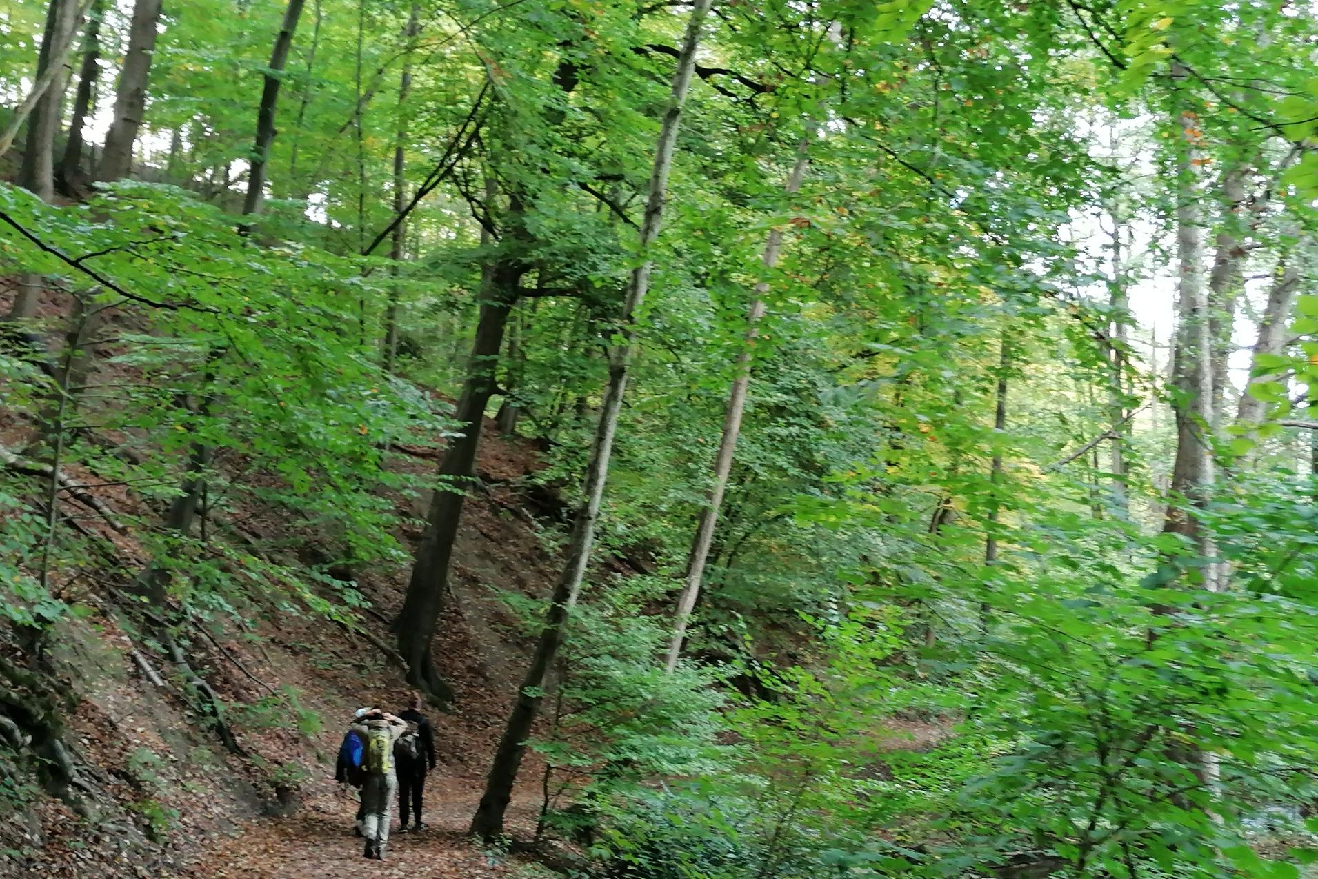 Zwei Wanderer gehen einen mit Laub bedeckten Pfad durch einen gr&uuml;nen Wald mit hohen B&auml;umen.
