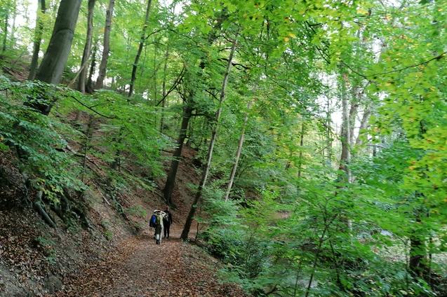 Zwei Wanderer gehen einen mit Laub bedeckten Pfad durch einen grünen Wald mit hohen Bäumen.